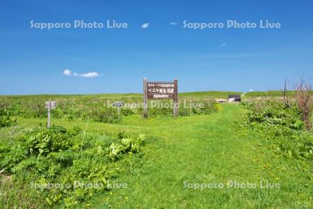 ベニヤ原生花園