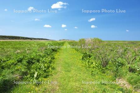 ベニヤ原生花園