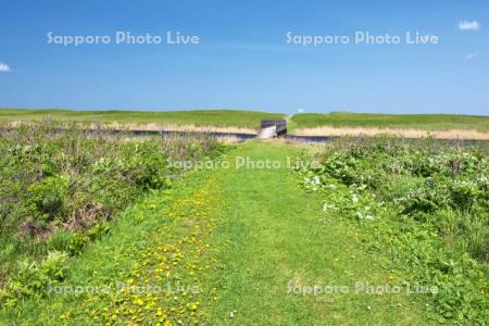 ベニヤ原生花園