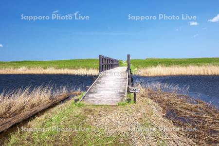 ベニヤ原生花園