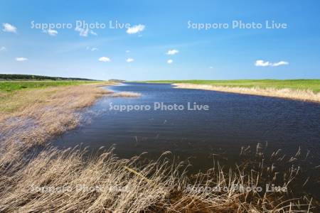 ベニヤ原生花園