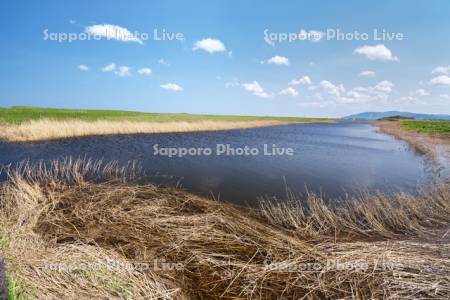 ベニヤ原生花園