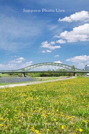旭橋と石狩川とタンポポ