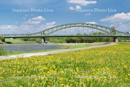 旭橋と石狩川とタンポポ