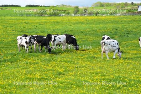 ウシの放牧とタンポポ