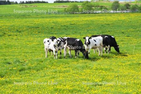 ウシの放牧とタンポポ