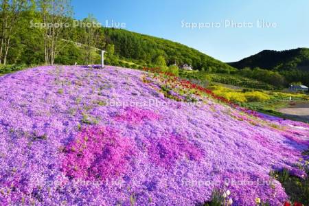 香りの里ハーブガーデン　芝桜
