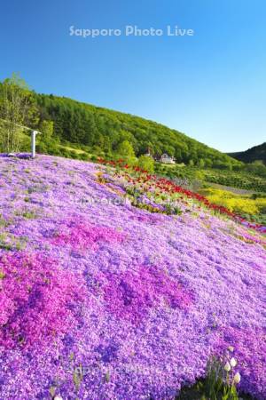 香りの里ハーブガーデン　芝桜