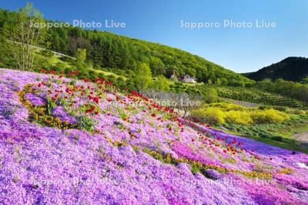 香りの里ハーブガーデン　芝桜