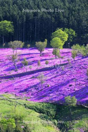 芝ざくら滝上公園