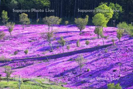 芝ざくら滝上公園