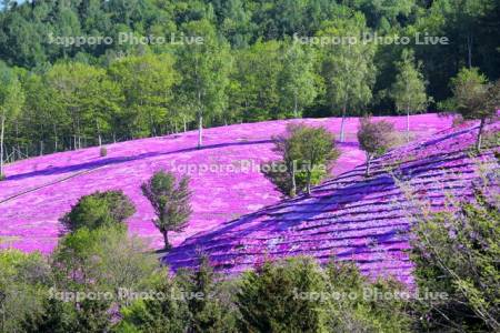 芝ざくら滝上公園