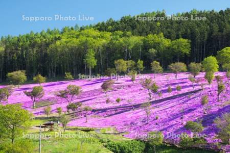 芝ざくら滝上公園