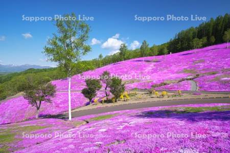 芝ざくら滝上公園