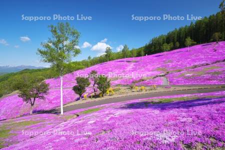 芝ざくら滝上公園