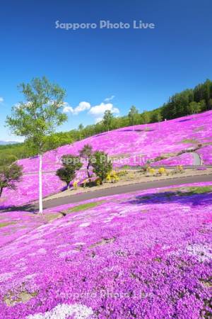 芝ざくら滝上公園