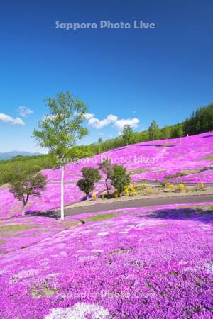 芝ざくら滝上公園