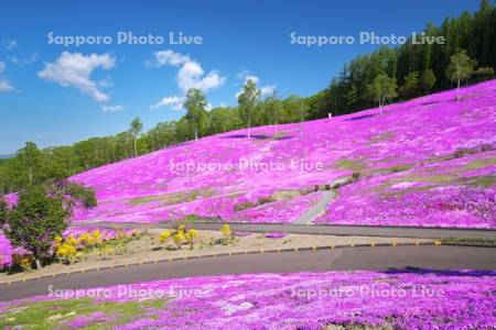 芝ざくら滝上公園