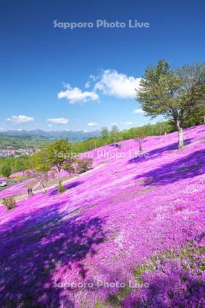 芝ざくら滝上公園