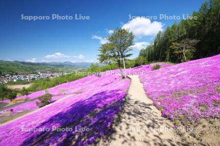 芝ざくら滝上公園