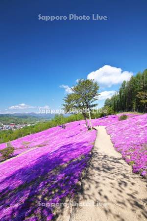 芝ざくら滝上公園