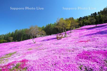 芝ざくら滝上公園