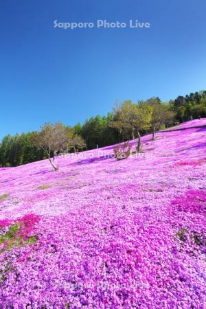 芝ざくら滝上公園