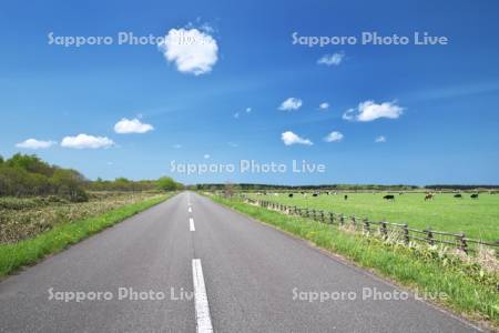 道とウシの放牧