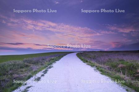 宗谷丘陵の（ホタテの）白い道の朝