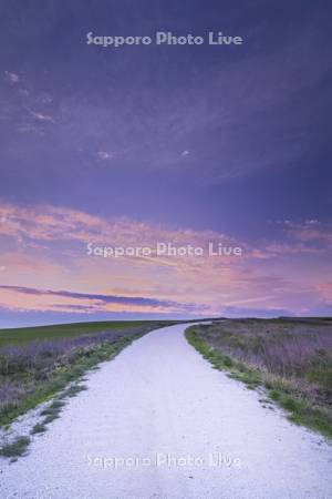 宗谷丘陵の（ホタテの）白い道の朝