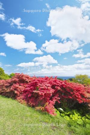 恵山つつじ公園　ツツジ