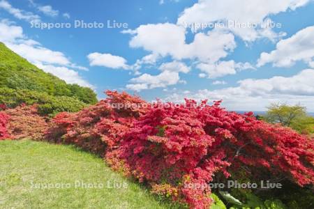 恵山つつじ公園　ツツジ