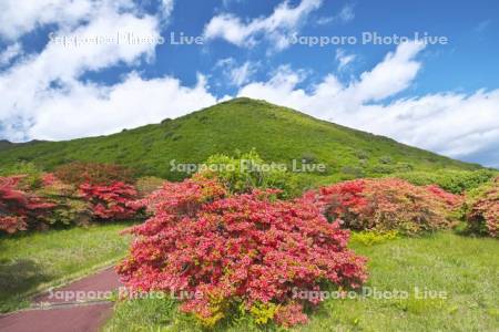 恵山つつじ公園　ツツジ