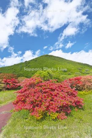 恵山つつじ公園　ツツジ