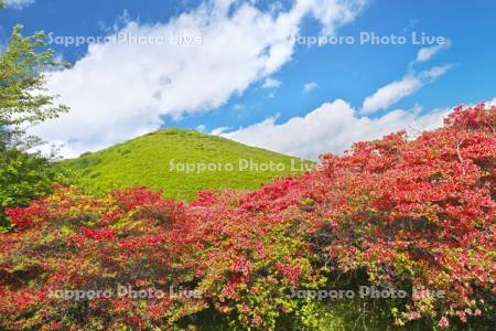 恵山つつじ公園　ツツジ