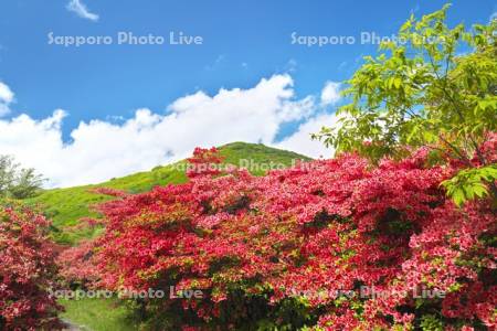 恵山つつじ公園　ツツジ