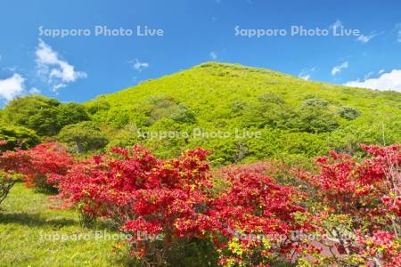 恵山つつじ公園　ツツジ