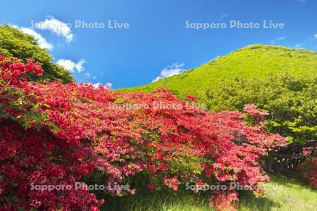 恵山つつじ公園　ツツジ