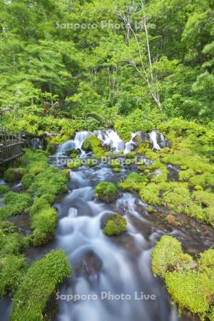 ふきだし公園　京極のふきだし湧水