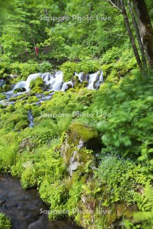 ふきだし公園　京極のふきだし湧水