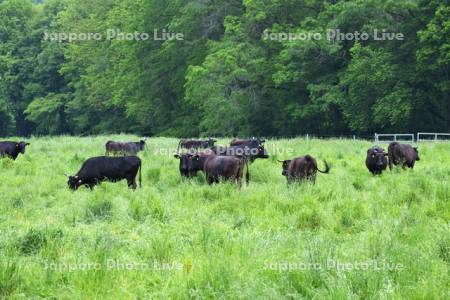 ウシの放牧　びらとり和牛