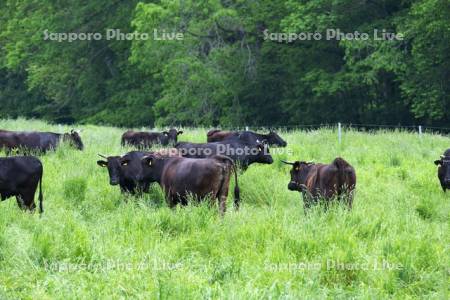 ウシの放牧　びらとり和牛