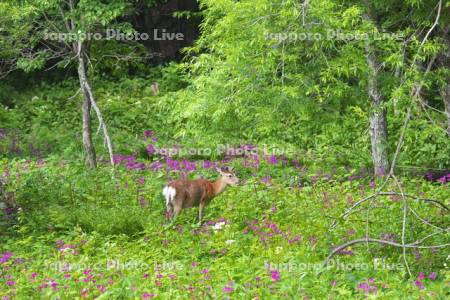 エゾシカとクリンソウ