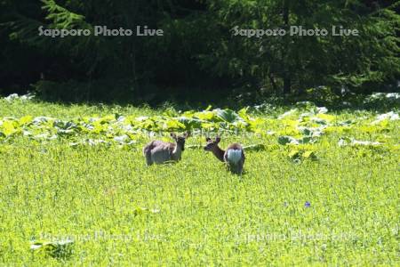 フキを食べるエゾシカ
