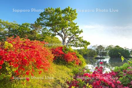 大沼のツツジと駒ケ岳