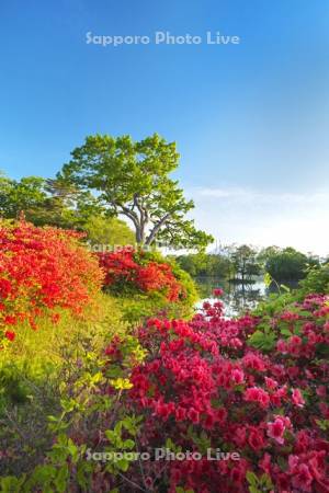 大沼のツツジと駒ケ岳