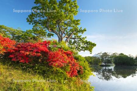 大沼のツツジと駒ケ岳