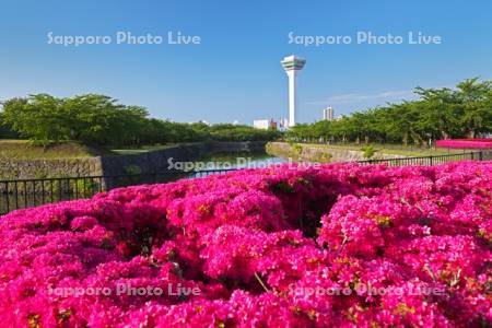 五稜郭公園のツツジと五稜郭タワー