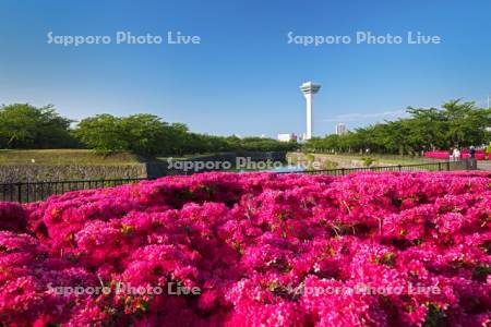五稜郭公園のツツジと五稜郭タワー