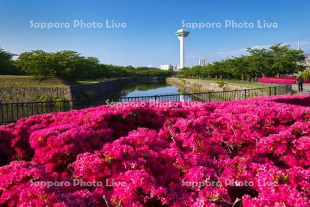 五稜郭公園のツツジと五稜郭タワー